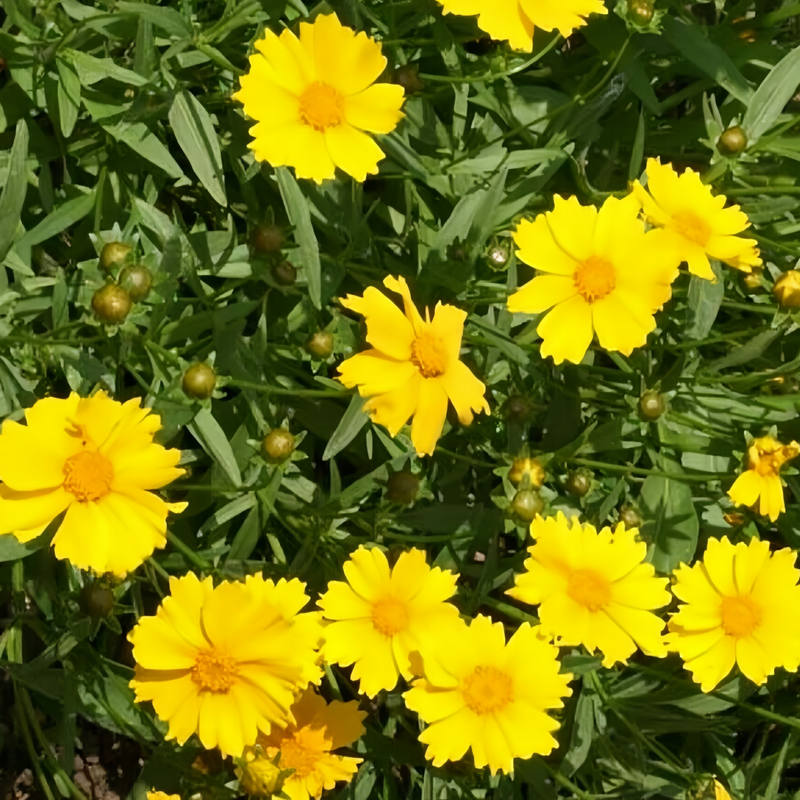 C.lanceolata Seeds - Yellow Single Petal Larger Packet High Germination 900-4500 Onsaleseeds