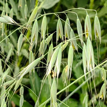 Oat Seeds