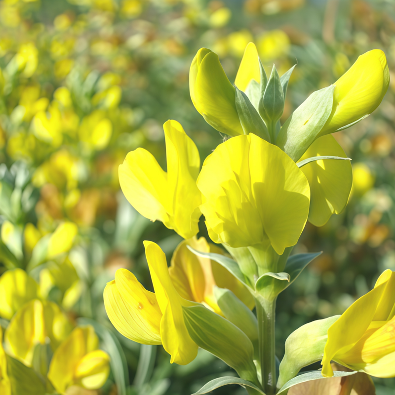 Thermopsis R. Br. Yellow Seeds up to 50%