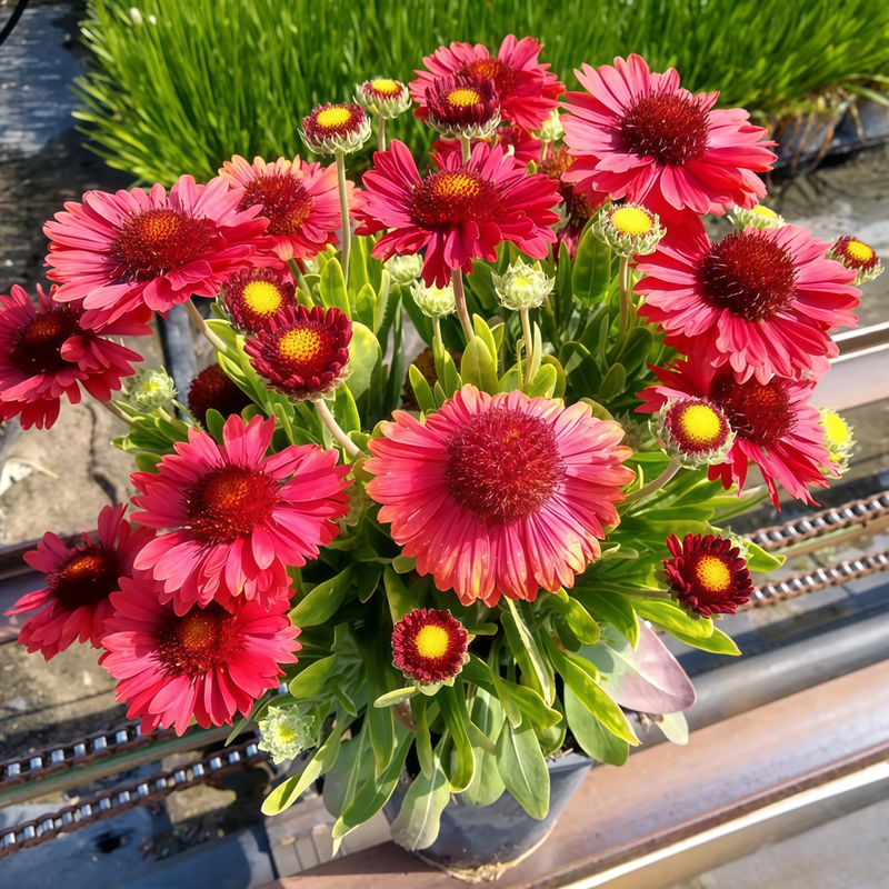 Blanket Flower Seeds - Arizona Red Gradient High Germination Onsaleseeds