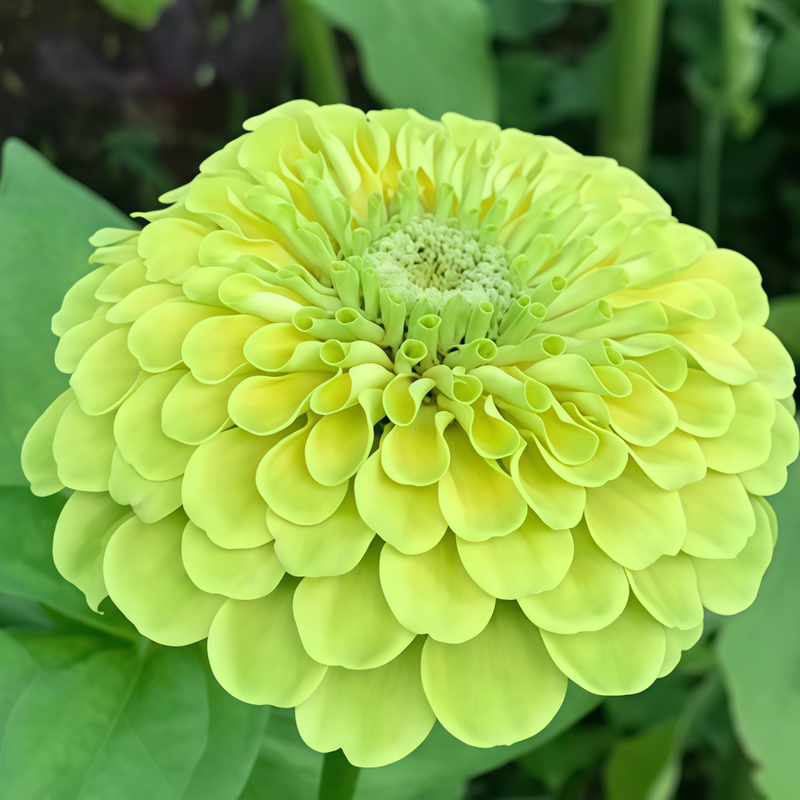 Zinnia Elegans Seeds - Green Larger Packet High Germination 300-1500 Onsaleseeds