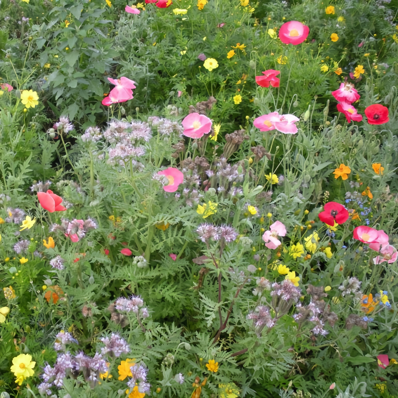 Wildflower Seeds - Heat Resistant Mix Includes Cornflower, Pappy, Zinnia, etc.