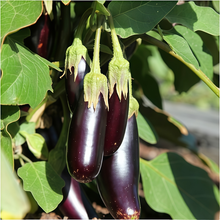 Purple Solanum Seeds