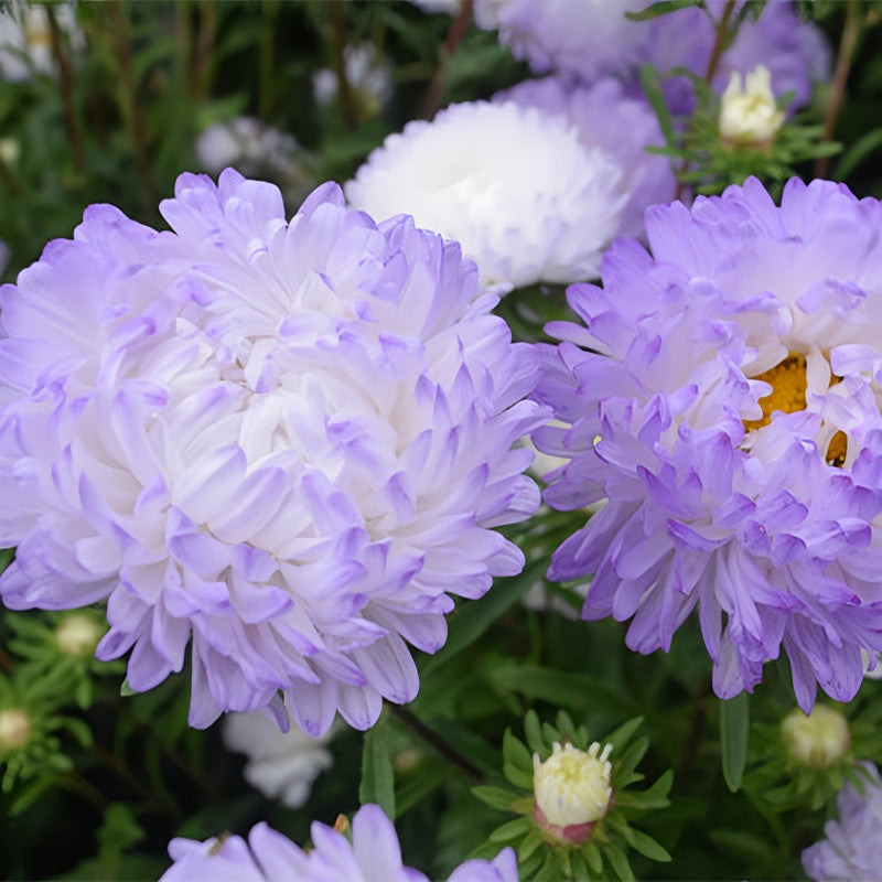 China Aster Seeds - Light Purple Larger Packet High Germination 1500-7500 Onsaleseeds