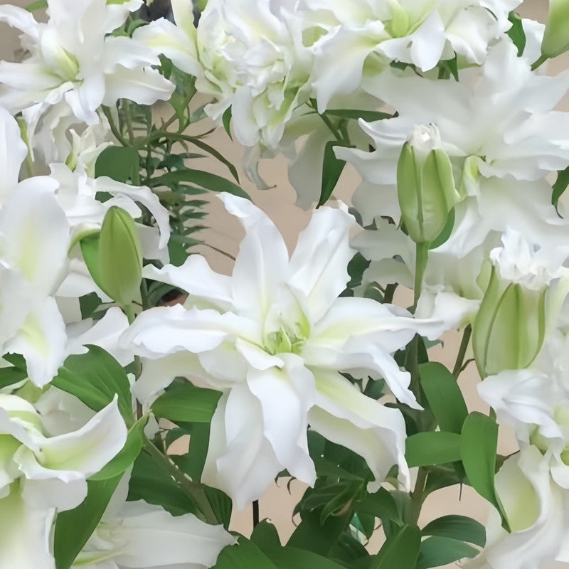 Lily Bulbs - Monica Double