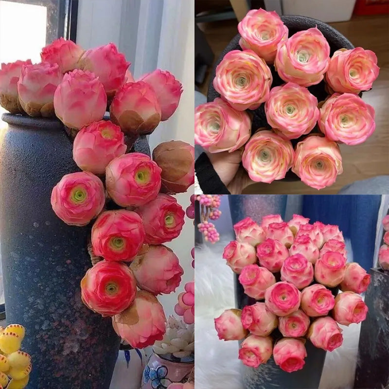 pink succulent rose Mountain Rose Seeds - Pink Succulent Larger Packet High Germination 20