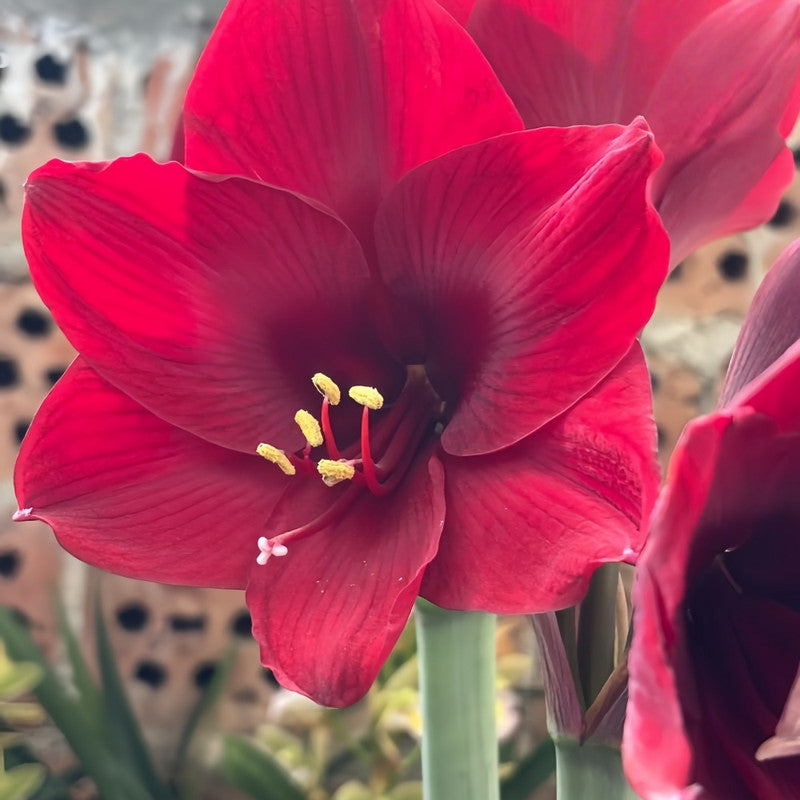 Amaryllis Bulbs - Black Swan