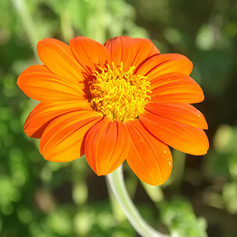 Tithonia Orange Seeds up to 50% Large Pack · 800-2500 Seeds