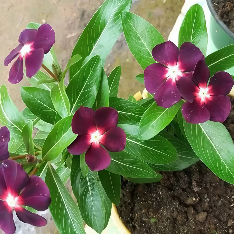 Vinca Seeds - Catharanthus Roseus Balck Larger Packet High Germination 300-2000 Onsaleseeds