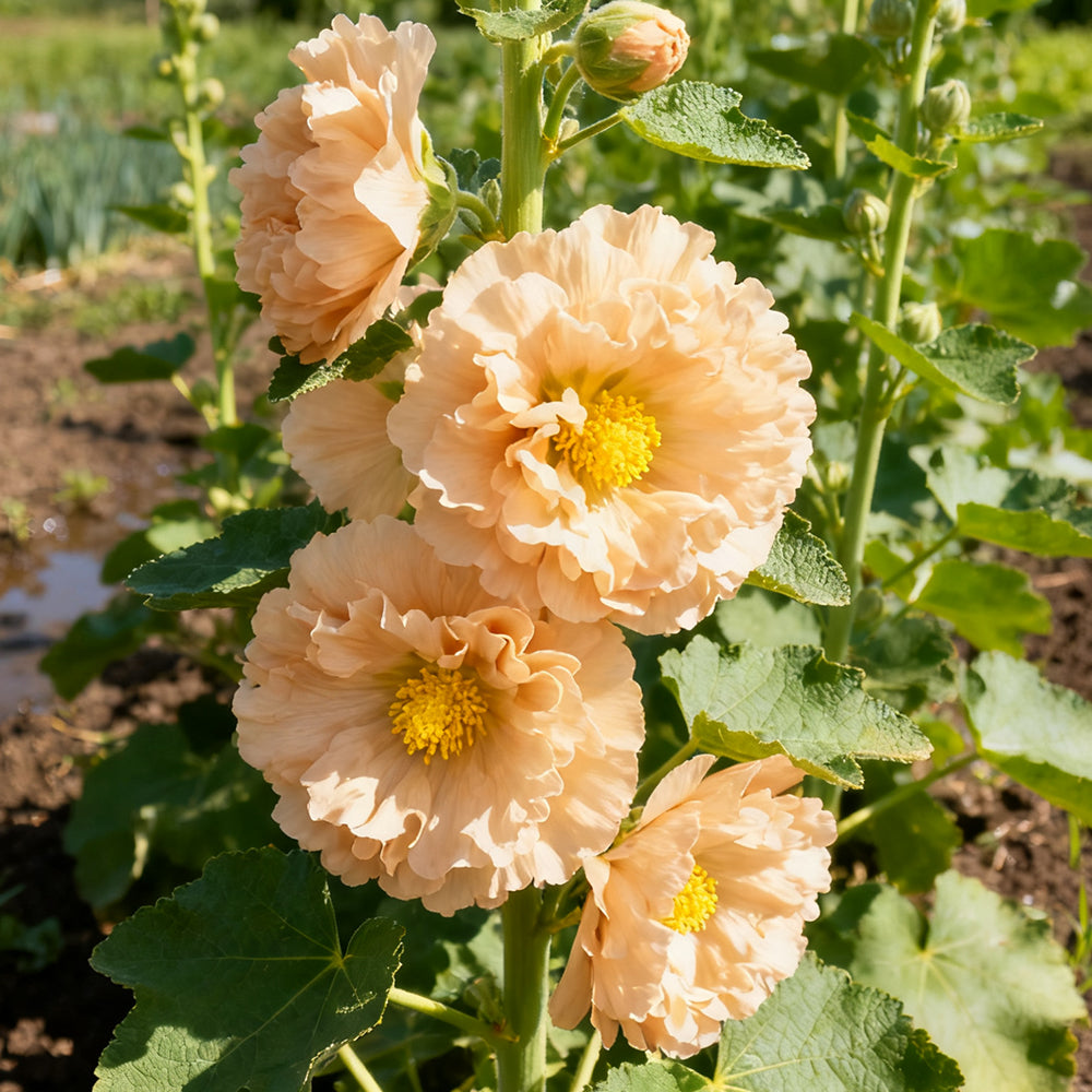 Alcea Rosea  Apricot Seeds up to 50%