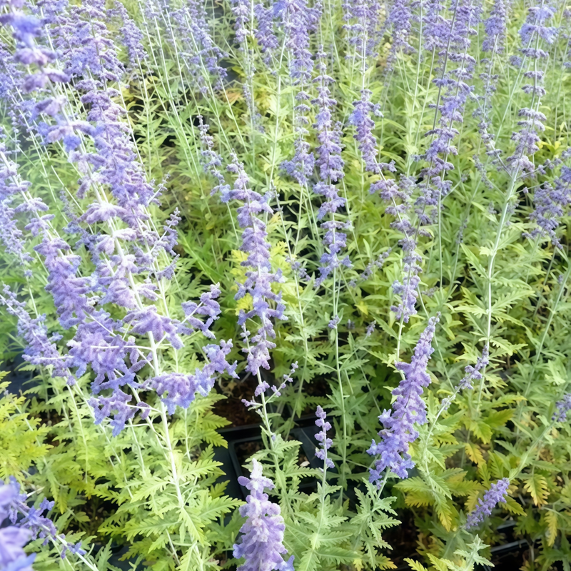 Salvia Seeds - Blue Larger Packet High Germination 800-4000 Onsaleseeds