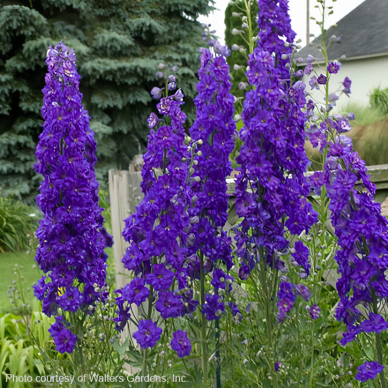 Delphinium Elatum Seeds - Blue Larger Packet High Germination 4000-20000 Onsaleseeds