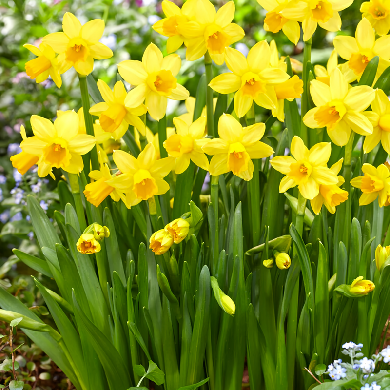 Daffodil Bulbs up to 50%