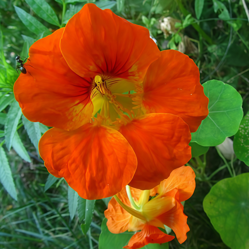Nasturtium Seeds - Orange Larger Packet High Germination 260-1200 Onsaleseeds