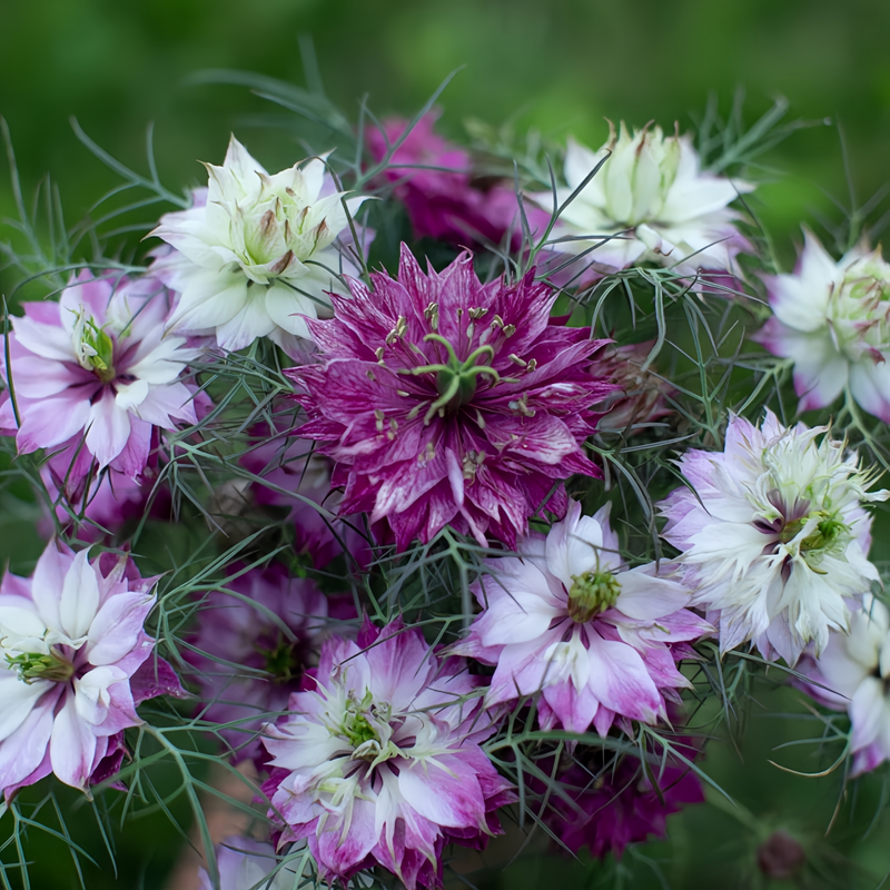 Love In A Mist Seeds - Purplish Red Larger Packet High Germination 4000-20000 Onsaleseeds