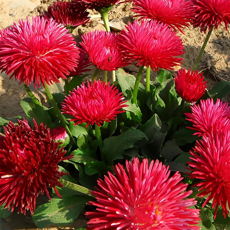 Bellis Seeds - Red Larger Packet High Germination 3600-18000 Onsaleseeds
