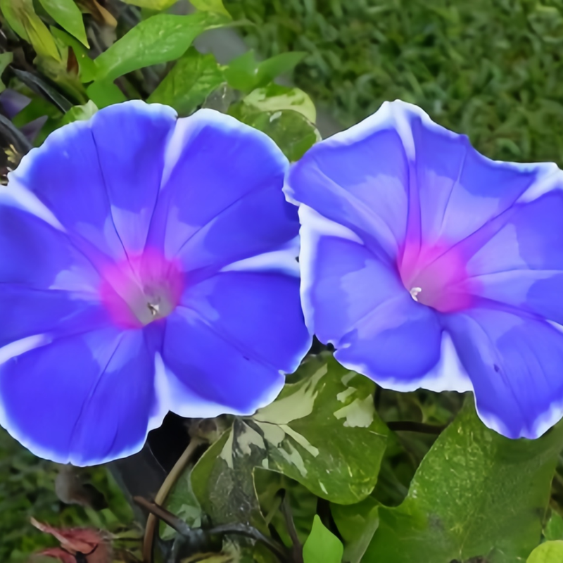 Ipomoea Seeds - Blue And White Border Larger Packet High Germination 200-1000 Onsaleseeds