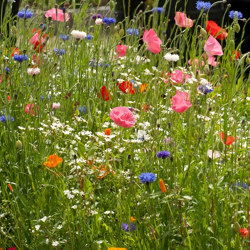 Wildflower Seeds - Spring In The Air Mix Includes Sweet Alyssum, Takhtajaniantha Austriaca, etc.