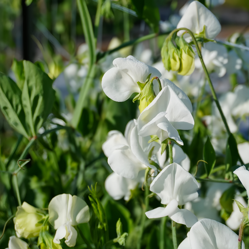 Sweet Pea Seeds - White Larger Packet High Germination 240-1200 Onsaleseeds