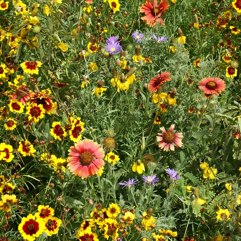 Wildflower Seeds - Drought Tolerance Mix Includes Zinnia, Cornflower, Moss Rose, etc.