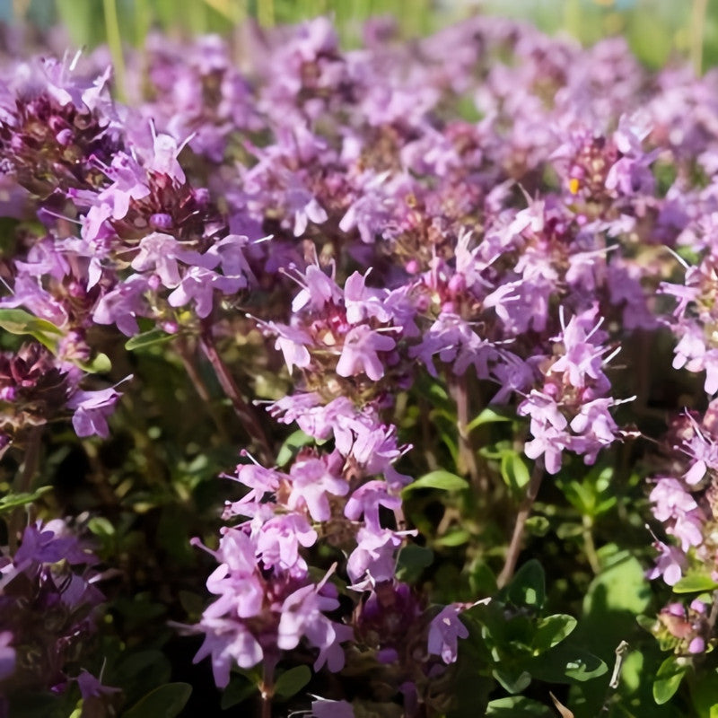 Thymus Mongolicus Seeds - Pink Larger Packet High Germination 400-2000 Onsaleseeds