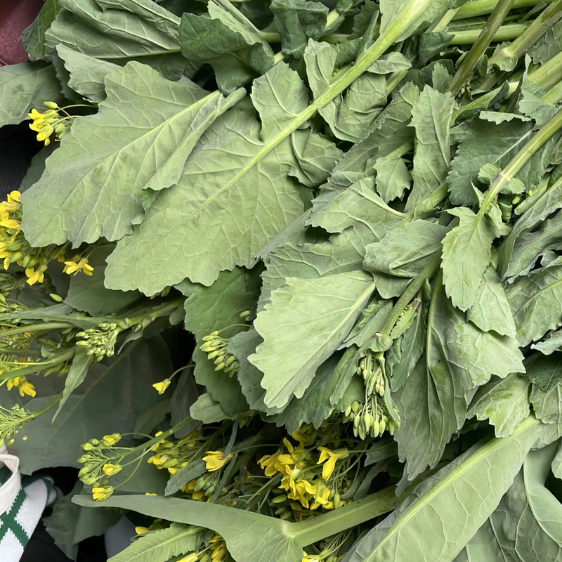 Brassica Napus L. - Larger Packet High Germination 5000-25000 Onsaleseeds