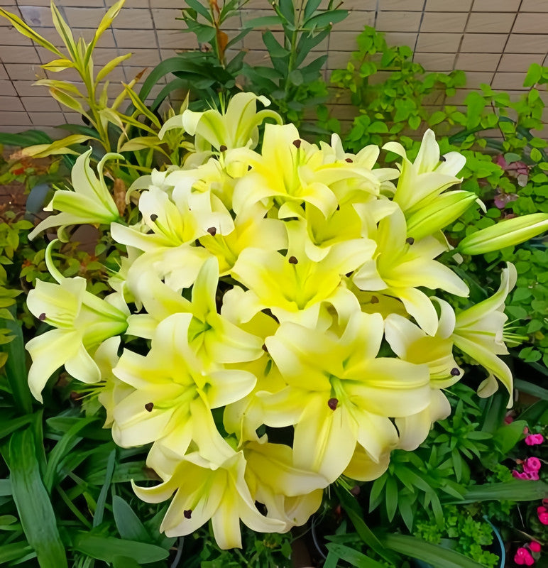 Lily Bulbs - Huang Tianba Double