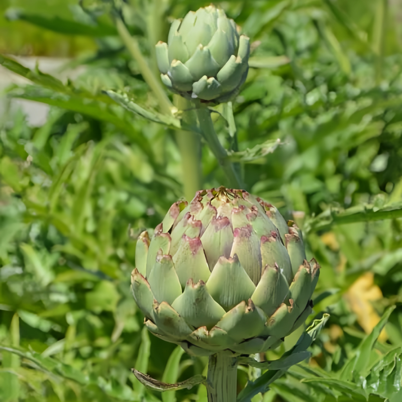 Cynara Scolymus L. - Larger Packet High Germination 1800-9000 Onsaleseeds