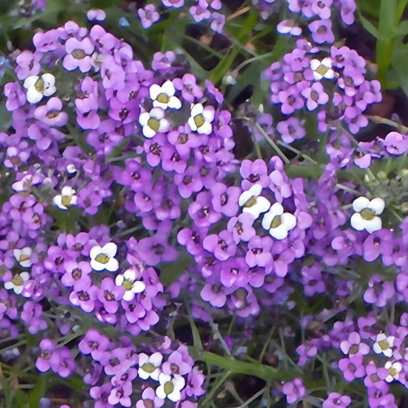 Sweet Alyssum Seeds - Purplish Red Larger Packet High Germination 4000-20000 Onsaleseeds