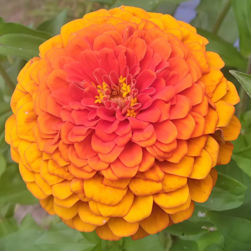 Zinnia Elegans Seeds - Tangerine Orange Larger Packet High Germination 300-1500 Onsaleseeds