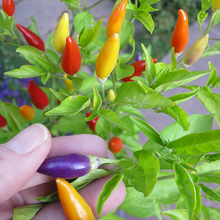 Mixed Pepper Seeds