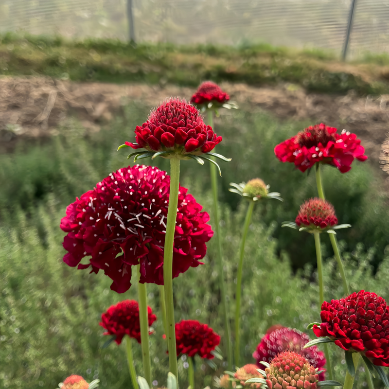 Scabiosa Atropurpurea Seeds - Red Larger Packet High Germination 1000-5000 Onsaleseeds