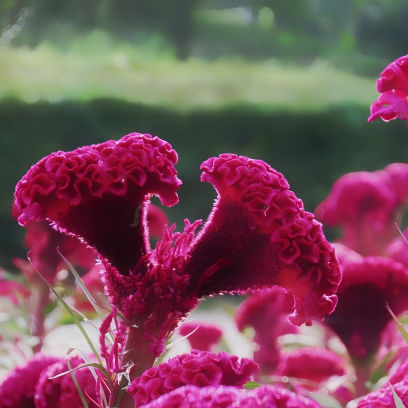 Celosia Cristata Seeds - Red Larger Packet High Germination 1500-7500 Onsaleseeds