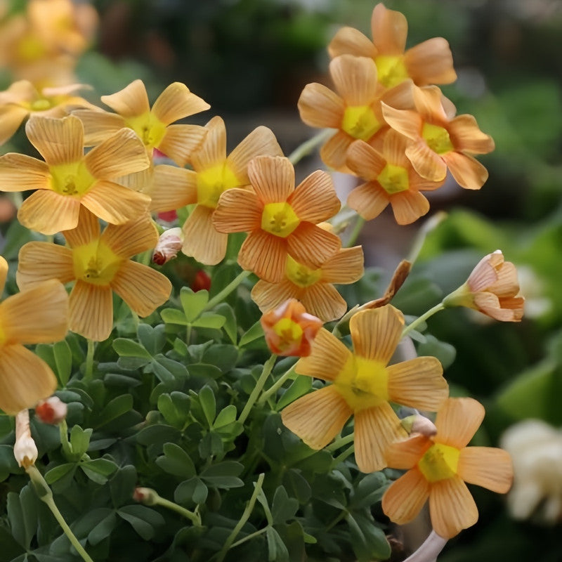 Oxalis Bulbs - Rosy Glow