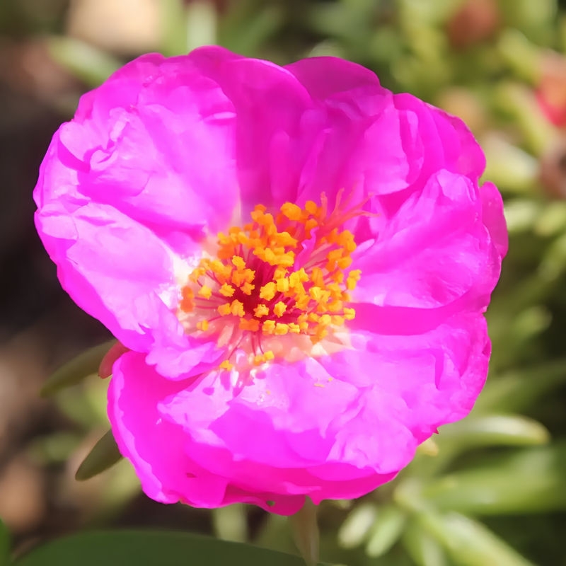 Moss Rose Seeds - Pink Larger Packet High Germination 300-1000 Onsaleseeds