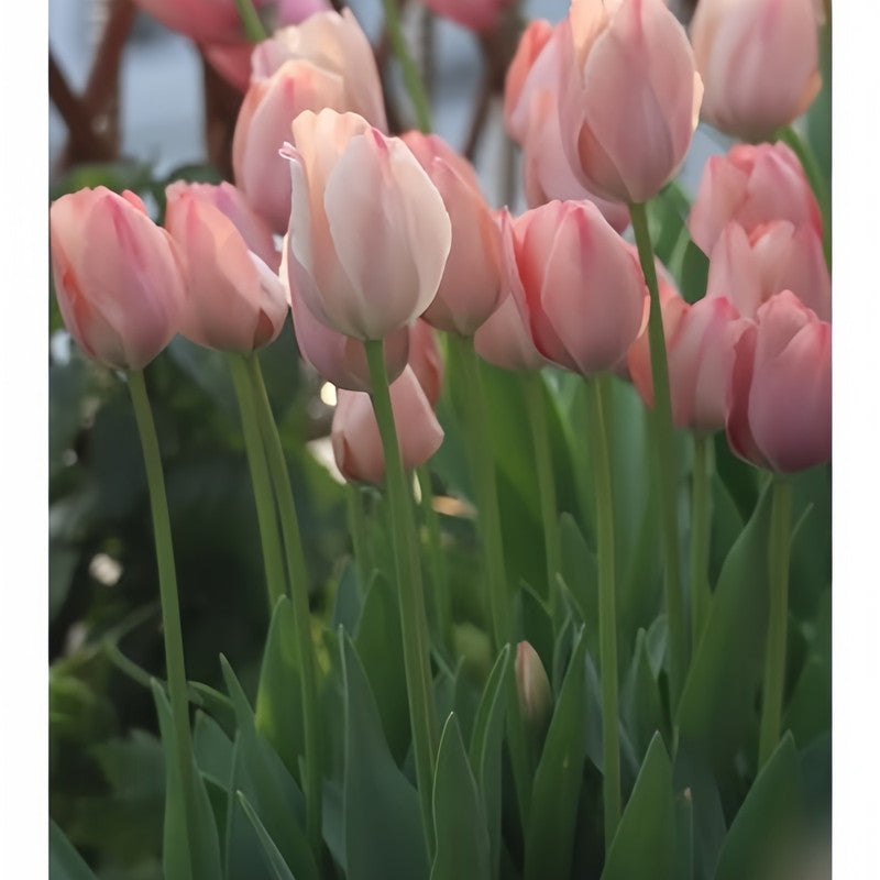 Tulip Bulbs - Simon Van Der Aak