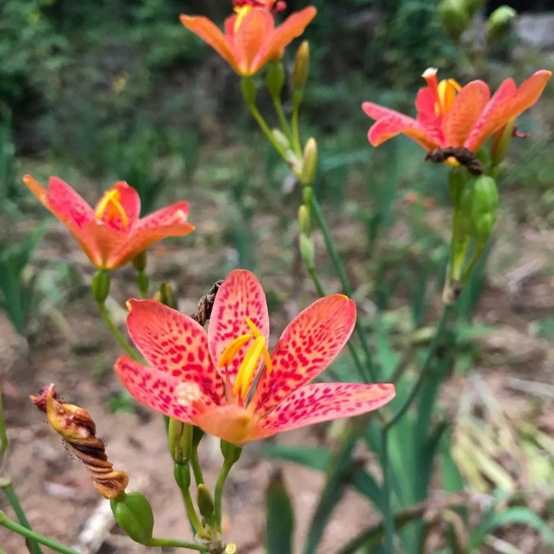 Belamcanda Chinensis (L.) Redout Seeds - Larger Packet High Germination 500-2500 Onsaleseeds