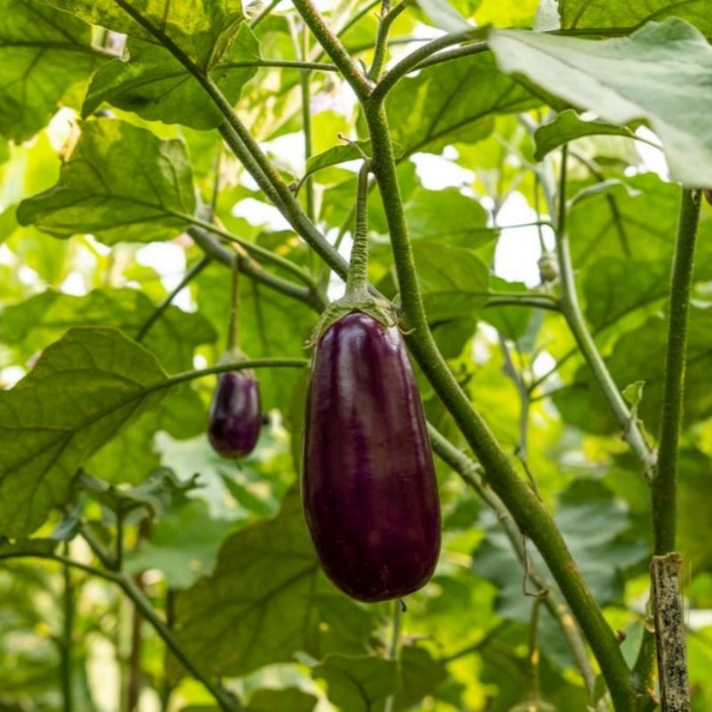 Eggplant  seeds  up to 50%