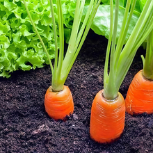 Carrot Seeds