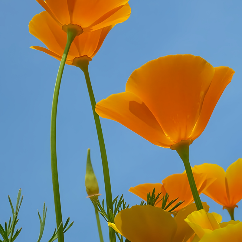 California Poppy Seeds - Orange Larger Packet High Germination 800-4000 Onsaleseeds