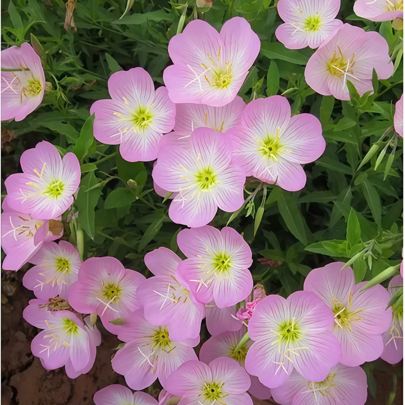 Oenothera Seeds - Pink Larger Packet High Germination 3500-18000 Onsaleseeds
