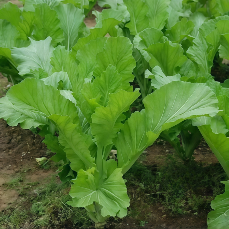 Brassica Juncea Var. Multiceps - Purple Larger Packet High Germination 5000-25000 Onsaleseeds