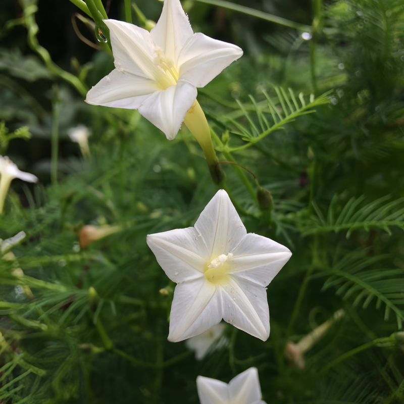 Ipomoea Quamoclit Seeds - White High Germination Onsaleseeds