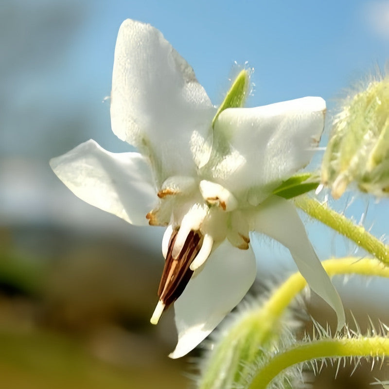 Borage Seeds - White High Germination Onsaleseeds