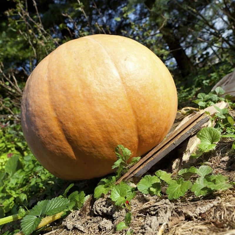Giant Pumpkin Seeds up to 50%