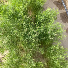 Cumin Seeds