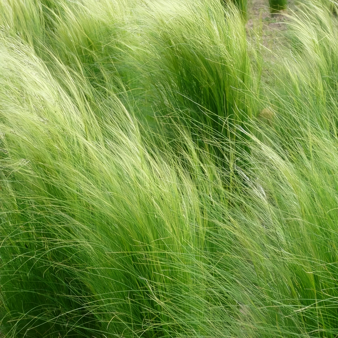 Stipa Tenuissima Seeds - Green Larger Packet High Germination Onsaleseeds
