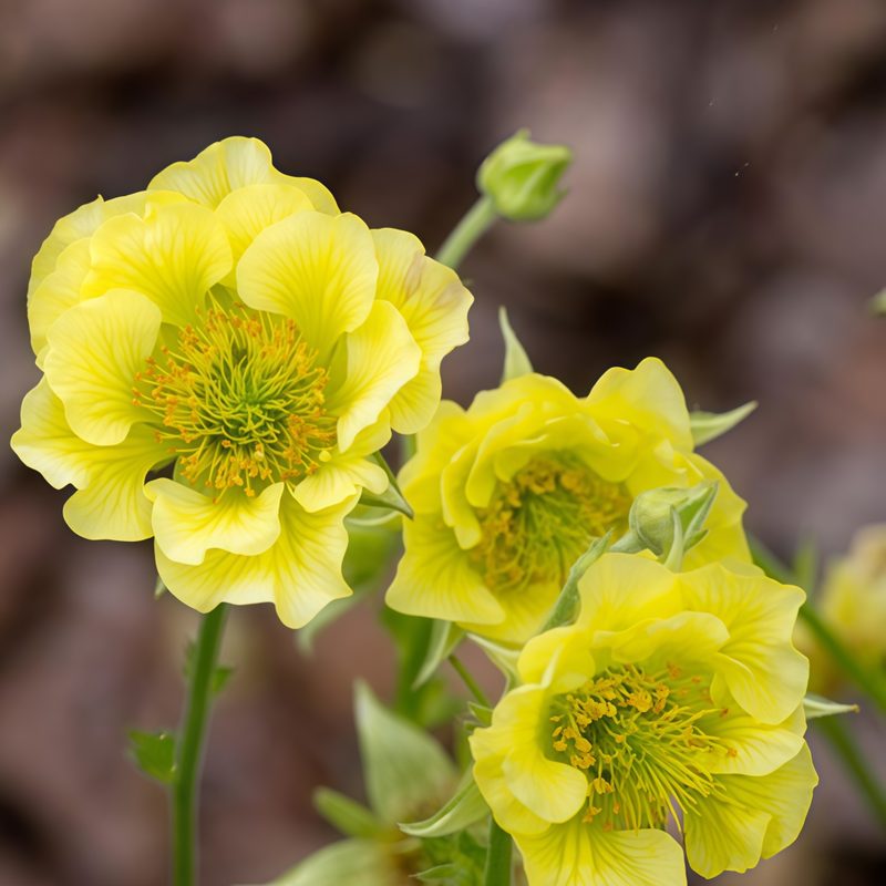 Geum Yellow Seeds up to 50% Large Pack · 300-1500 Seeds