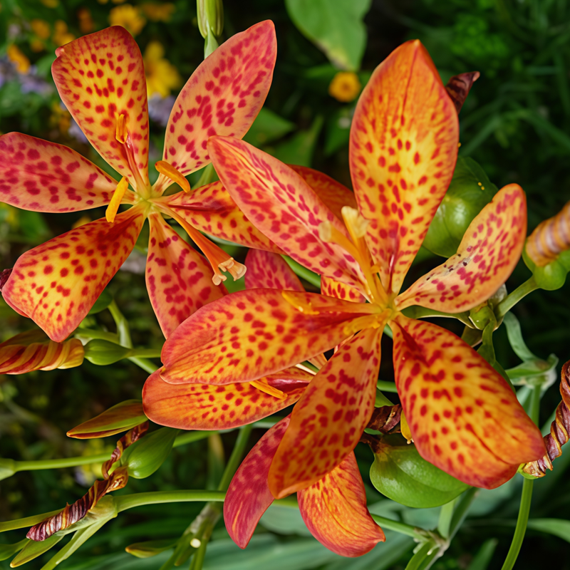 Rhizoma Belamcandae Tangerine Orange Seeds up to 50% Large Pack · 300-1500 Seeds
