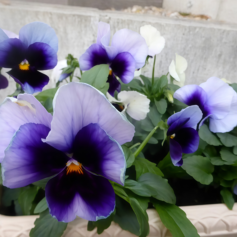 Pansy Seeds - Blue White Wing Larger Packet High Germination 600-3000 Onsaleseeds